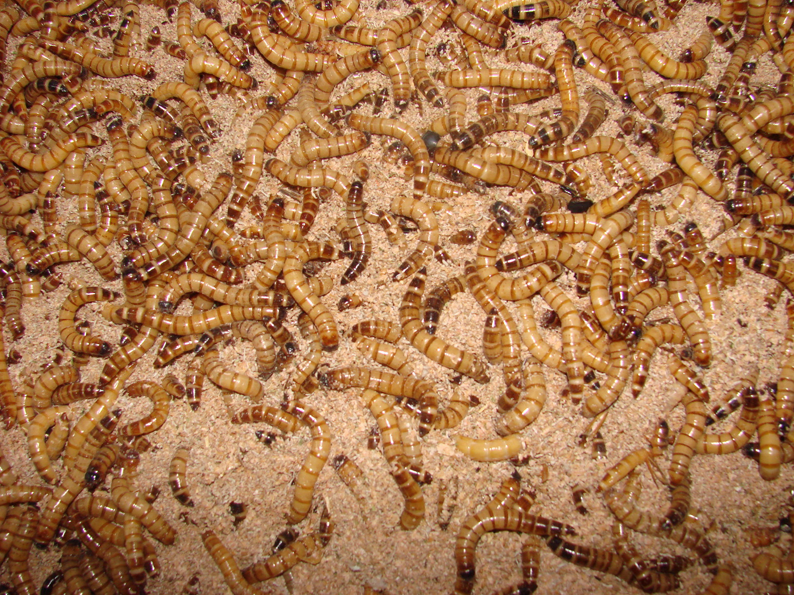 larwy drewnojada (Zophobas morio)